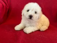 Bichon Girl - Cream Ears, a female Bichon Frise for sale in Gray Court, SC – 1 of 7