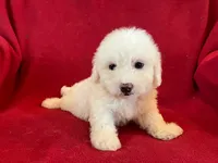 Bichon Girl - Solid White, a female Bichon Frise for sale in Gray Court, SC – 7 of 8
