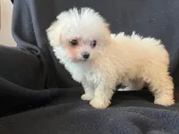 Bichpoo Female, a female Bichpoo for sale in Gray Court, SC – Photo 6 of 6