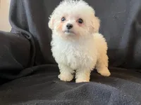 Bichpoo Female, a female Bichpoo for sale in Gray Court, SC – Photo 4 of 6