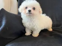 Bichpoo Female, a female Bichpoo for sale in Gray Court, SC – Photo 3 of 6