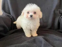 Bichpoo Female, a female Bichpoo for sale in Gray Court, SC – Photo 2 of 6