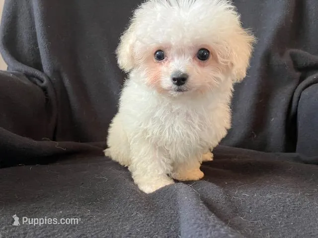 Bichpoo Female – Bichpoo puppy for sale in Gray Court, SC