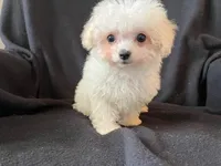 Bichpoo Female, a female Bichpoo for sale in Gray Court, SC – Photo 1 of 6