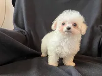 Bichpoo Female, a female Bichpoo for sale in Gray Court, SC – Photo 5 of 6