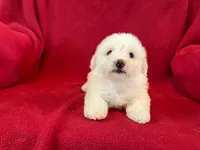 Bichon Girl - Cream Ears, a female Bichon Frise for sale in Gray Court, SC – 2 of 7