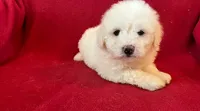 Bichon Girl - Cream Ears, a female Bichon Frise for sale in Gray Court, SC – 6 of 7
