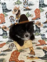 Caspian, a male Pomeranian for sale in Edmond, OK – 4 of 7