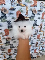 Denali, a male Pomeranian for sale in Edmond, OK – 3 of 9
