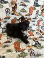 Caspian, a male Pomeranian for sale in Edmond, OK – 3 of 7
