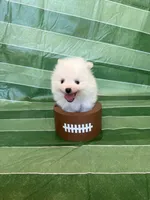 Denali, a male Pomeranian for sale in Edmond, OK – 6 of 9