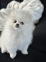 Leche, a female Pomeranian for sale in Edmond, OK – 3 of 10