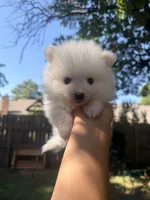 Denali, a male Pomeranian for sale in Edmond, OK – 5 of 9