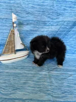Caspian, a male Pomeranian for sale in Edmond, OK – 6 of 7
