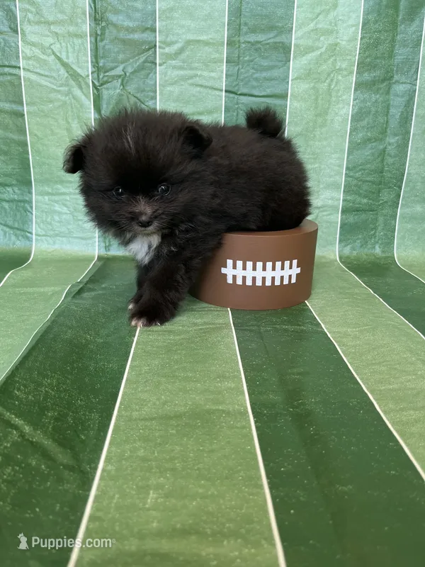 Callahan – Pomeranian puppy for sale in Edmond, OK
