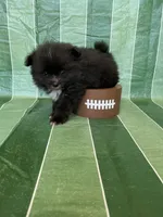 Callahan, a male Pomeranian for sale in Edmond, OK – 1 of 4