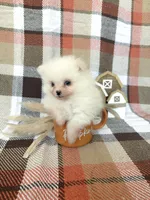 Duke, a male Pomeranian for sale in Edmond, OK – 7 of 8