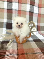 Duke, a male Pomeranian for sale in Edmond, OK – 5 of 8