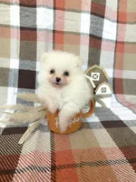 Duke, a male Pomeranian for sale in Edmond, OK – 4 of 8