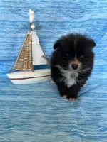 Caspian, a male Pomeranian for sale in Edmond, OK – 7 of 7