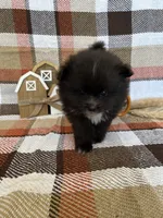 Callahan, a male Pomeranian for sale in Edmond, OK – 4 of 4