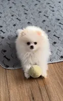 Leche, a female Pomeranian for sale in Edmond, OK – 2 of 10
