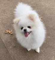 Leche, a female Pomeranian for sale in Edmond, OK – 5 of 10