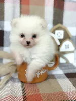 Duke, a male Pomeranian for sale in Edmond, OK – 2 of 8