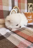 Denali, a male Pomeranian for sale in Edmond, OK – 9 of 9
