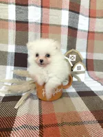 Duke, a male Pomeranian for sale in Edmond, OK – 6 of 8