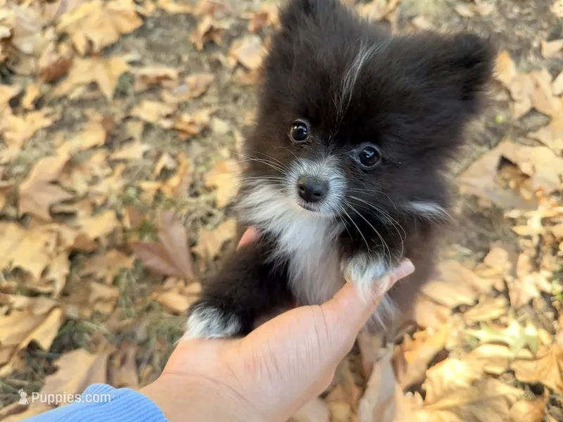 Caspian – Pomeranian puppy for sale in Edmond, OK