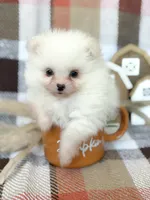 Duke, a male Pomeranian for sale in Edmond, OK – 1 of 8