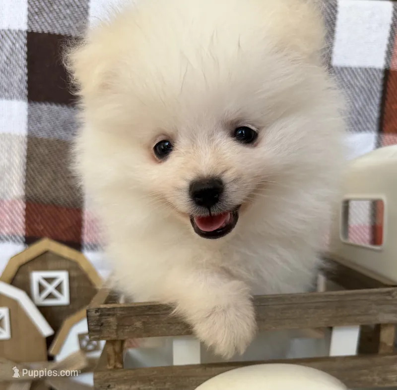 Denali – Pomeranian puppy for sale in Edmond, OK