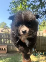 Callahan, a male Pomeranian for sale in Edmond, OK – 3 of 4