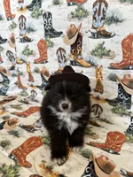 Caspian, a male Pomeranian for sale in Edmond, OK – 5 of 7