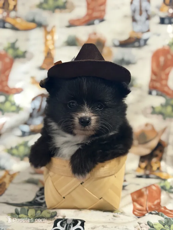 Caspian – Pomeranian puppy for sale in Edmond, OK