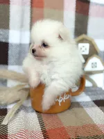 Duke, a male Pomeranian for sale in Edmond, OK – 8 of 8