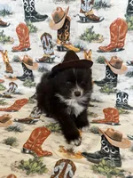 Caspian, a male Pomeranian for sale in Edmond, OK – 2 of 7