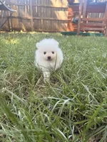 Denali, a male Pomeranian for sale in Edmond, OK – 2 of 9