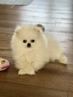 Leche, a female Pomeranian for sale in Edmond, OK – 4 of 10