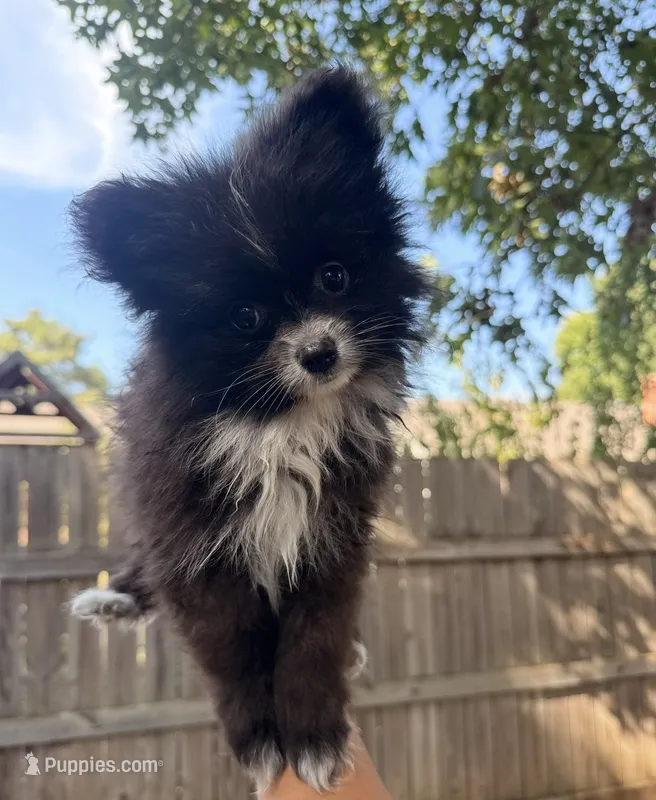 Caspian – Pomeranian puppy for sale in Edmond, OK