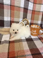 Denali, a male Pomeranian for sale in Edmond, OK – 8 of 9
