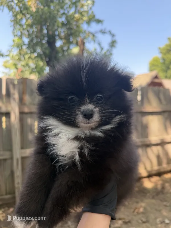 Caspian – Pomeranian puppy for sale in Edmond, OK