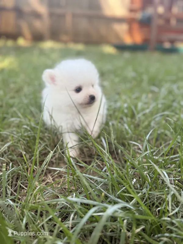 Denali – Pomeranian puppy for sale in Edmond, OK