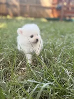 Denali, a male Pomeranian for sale in Edmond, OK – 1 of 9