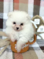 Duke, a male Pomeranian for sale in Edmond, OK – 3 of 8