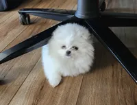 Leche, a female Pomeranian for sale in Edmond, OK – 10 of 10