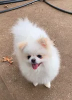 Leche, a female Pomeranian for sale in Edmond, OK – 1 of 10