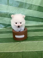 Denali, a male Pomeranian for sale in Edmond, OK – 7 of 9