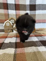 Callahan, a male Pomeranian for sale in Edmond, OK – 2 of 4